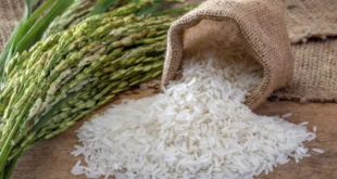Panamá y Guyana Alcanzan Acuerdo Histórico: Se Resuelve Disputa por Importación de Arroz