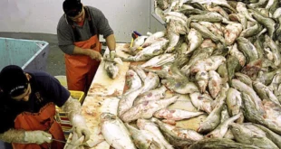 Migrantes que sostienen la economía de Alaska: la historia de los pescadores mexicanos