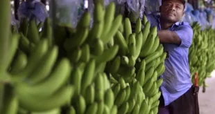 Diputados y sector bananero de Bocas del Toro se reúnen para discutir nueva ley y aclarar dudas sobre la CSS