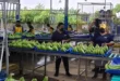 Chiquita Brands Anuncia Feria de Empleo Masiva en Bocas del Toro: 5,000 Puestos Disponibles