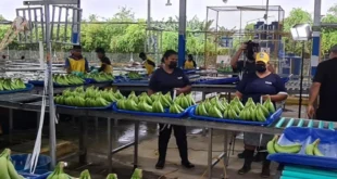 Chiquita Brands Anuncia Feria de Empleo Masiva en Bocas del Toro: 5,000 Puestos Disponibles
