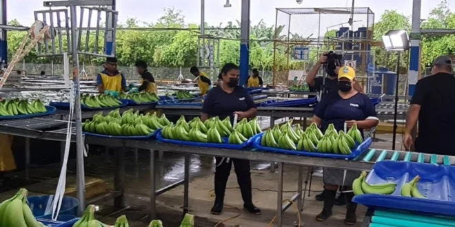 Chiquita Brands Anuncia Feria de Empleo Masiva en Bocas del Toro: 5,000 Puestos Disponibles