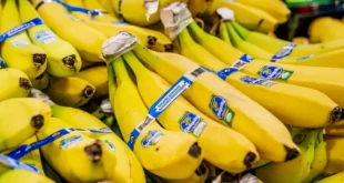 Gobierno de Panamá y Chiquita Brands impulsan la reactivación bananera con miras a exportaciones en diciembre-enero