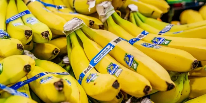 Gobierno de Panamá y Chiquita Brands impulsan la reactivación bananera con miras a exportaciones en diciembre-enero