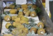 Piña panameña conquista Quebec: primer envío bajo el TLC apunta a exportaciones semanales
