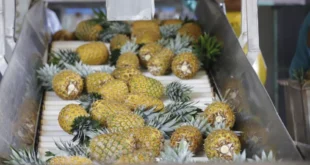Piña panameña conquista Quebec: primer envío bajo el TLC apunta a exportaciones semanales