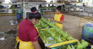 Chiquita prueba 17 empacadoras en Changuinola mientras prepara retorno a exportaciones