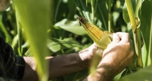 Sin arancel, sin protección: Maiceros panameños alertan caída drástica en la producción