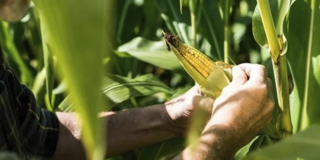 Sin arancel, sin protección: Maiceros panameños alertan caída drástica en la producción