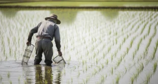 Panamá lidera en Centroamérica como el único país autosuficiente en arroz