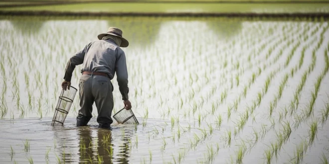 Panamá lidera en Centroamérica como el único país autosuficiente en arroz