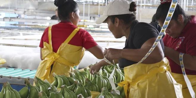 Reactivación bananera devuelve empleo y esperanza a miles en Panamá