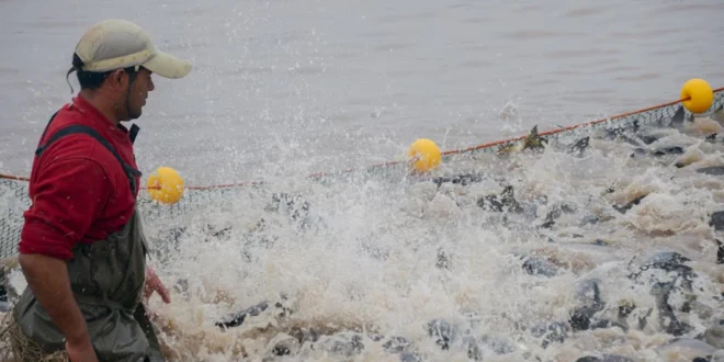 Sector acuícola crece en Panamá, pero enfrenta desafíos por baja inversión e infraestructura