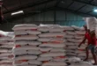 Productores panameños de arroz rechazan importación de 1.8 millones de quintales y aseguran abastecimiento nacional