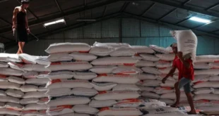 Productores panameños de arroz rechazan importación de 1.8 millones de quintales y aseguran abastecimiento nacional