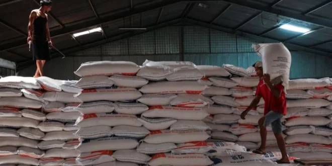 Productores panameños de arroz rechazan importación de 1.8 millones de quintales y aseguran abastecimiento nacional