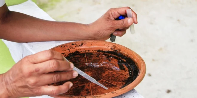 Panamá acumula 2,035 casos de dengue y autoridades refuerzan llamado preventivo