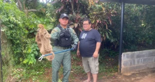 Policía Ambiental rescata perezoso en La Chorrera y lo devuelve a su hábitat