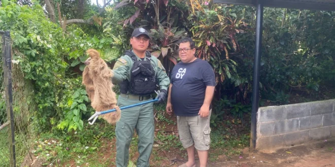 Policía Ambiental rescata perezoso en La Chorrera y lo devuelve a su hábitat