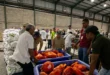 IMA prepara la compra de 500 mil jamones nacionales para las Naviferias 2026