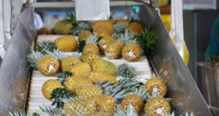 Agroindustria panameña gana ventaja en Estados Unidos tras nuevos aranceles